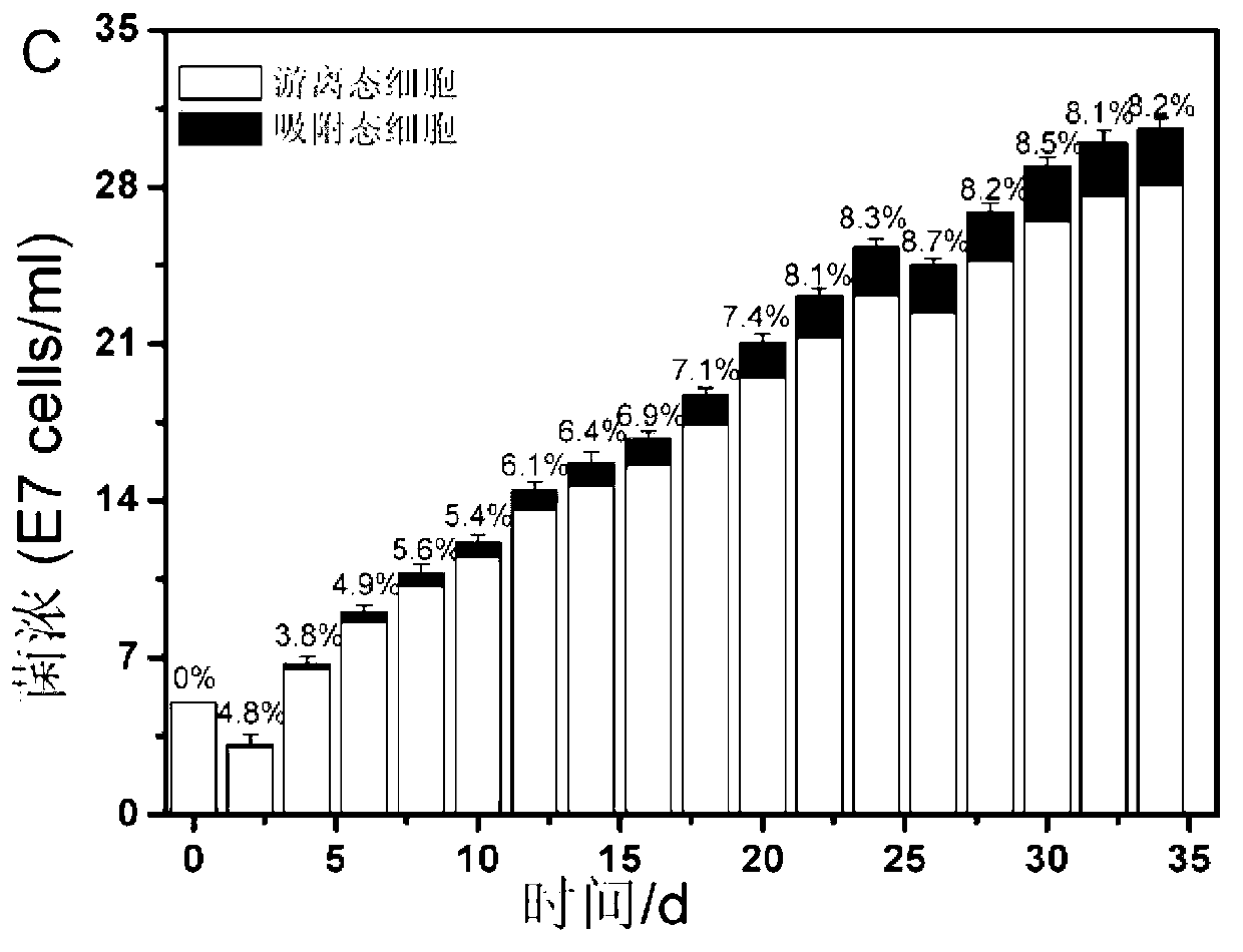 Method for detecting adsorbed-state microorganism in chalcopyrite biological leaching process