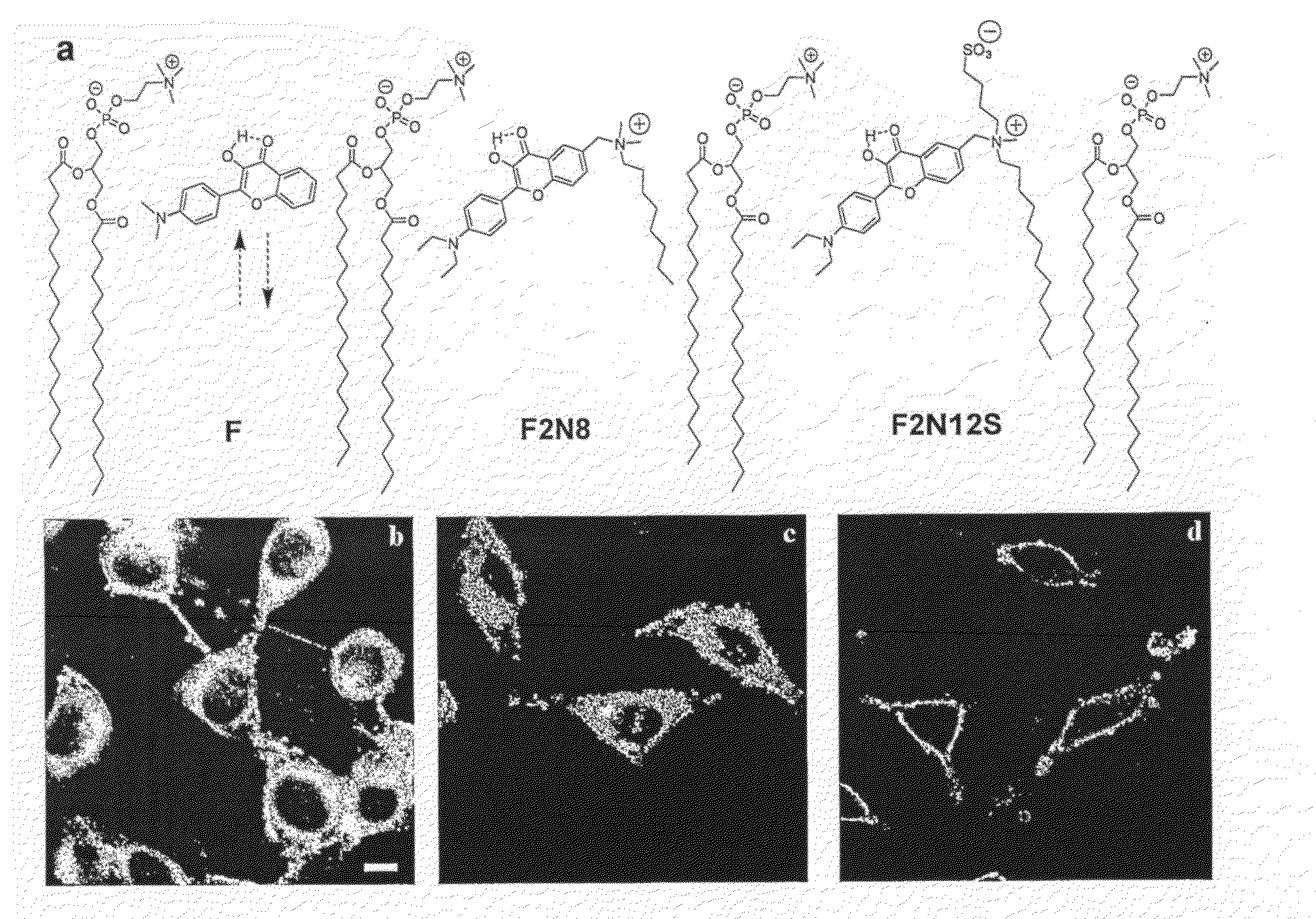 Compounds and Kits for the Detection and the Quantification of Cell Apoptosis