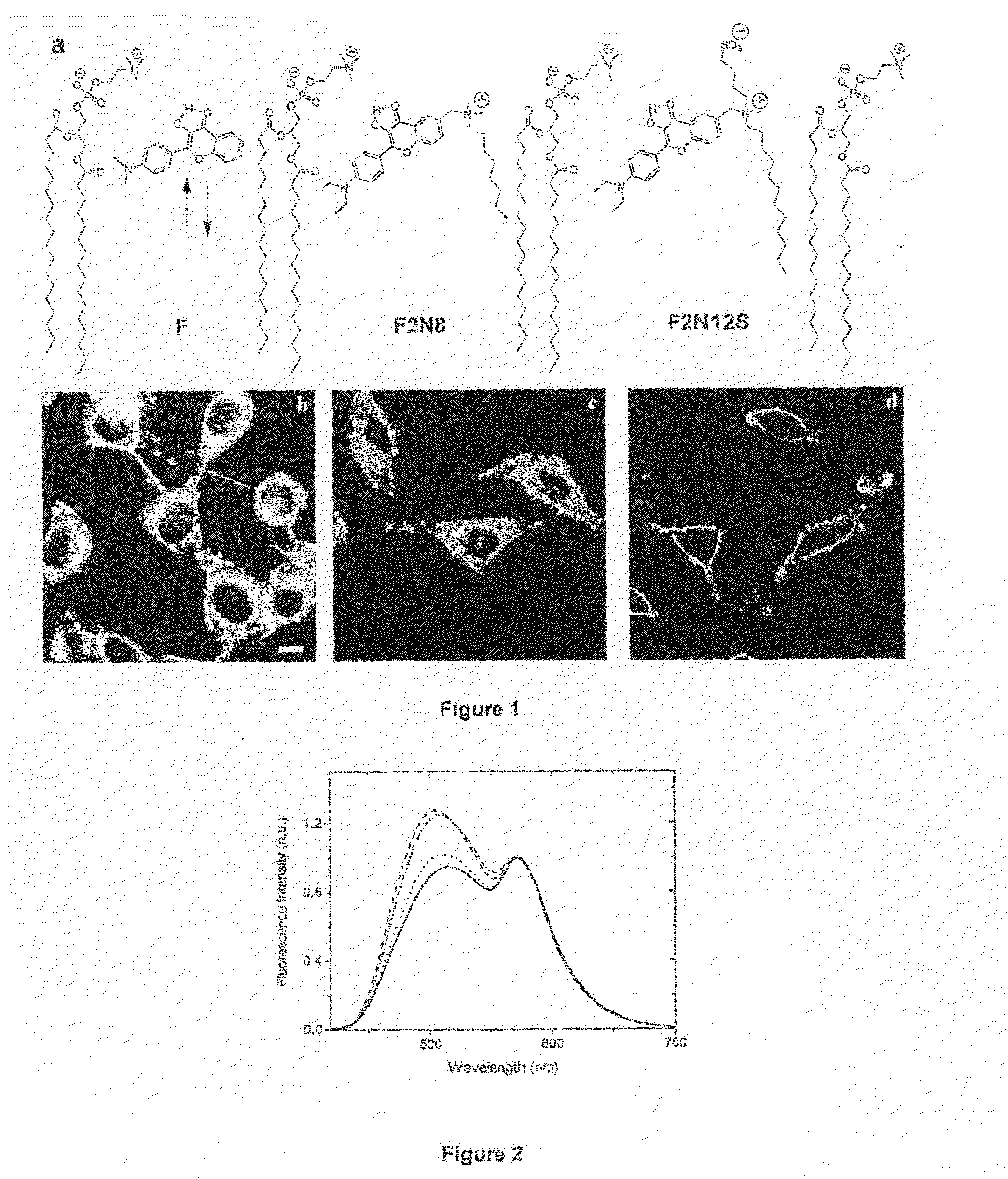 Compounds and Kits for the Detection and the Quantification of Cell Apoptosis