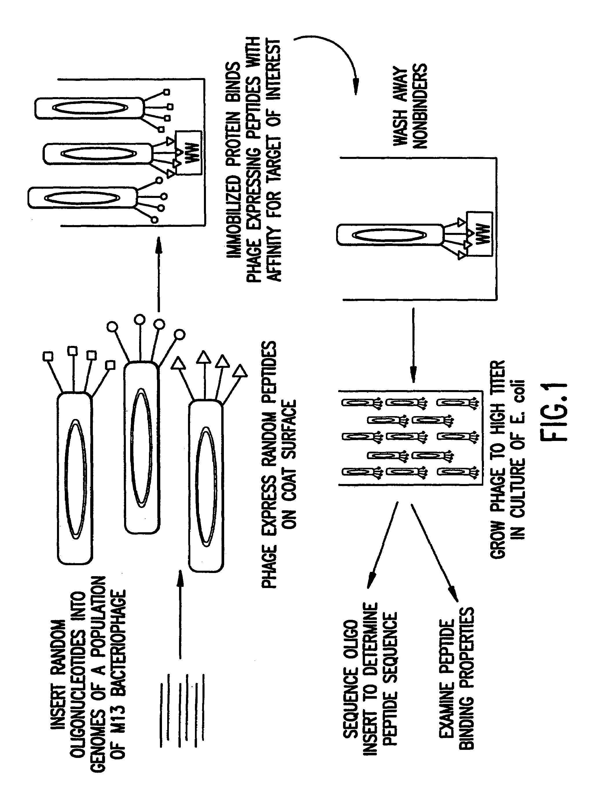 Identification and isolation of novel polypeptides having WW domains and methods of using same