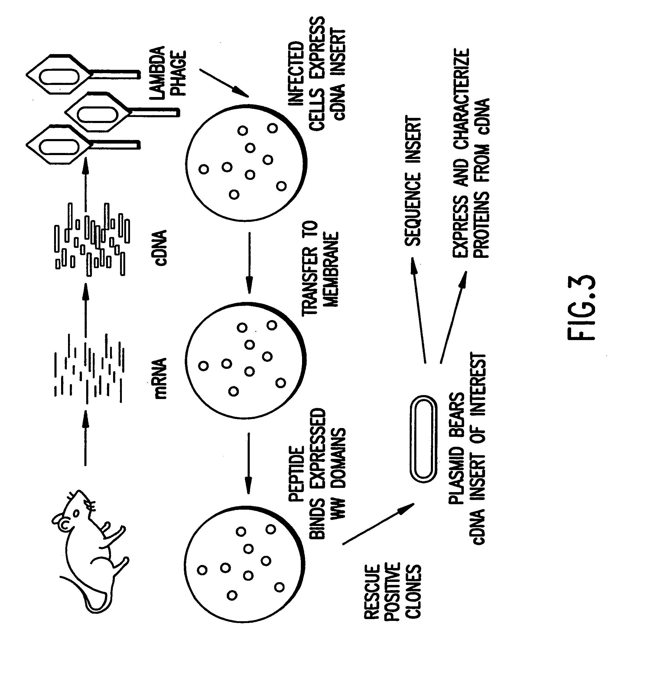 Identification and isolation of novel polypeptides having WW domains and methods of using same