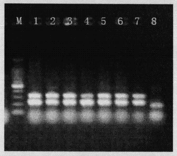 Kit for integrated detection of alpha and beta mutant type thalassemias