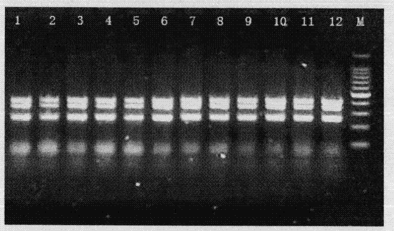 Kit for integrated detection of alpha and beta mutant type thalassemias