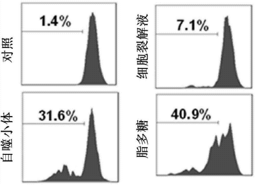 B cell vaccine based on Hepal-6 hepatoma cell autophagosome-DRibbles and preparation method of B cell vaccine