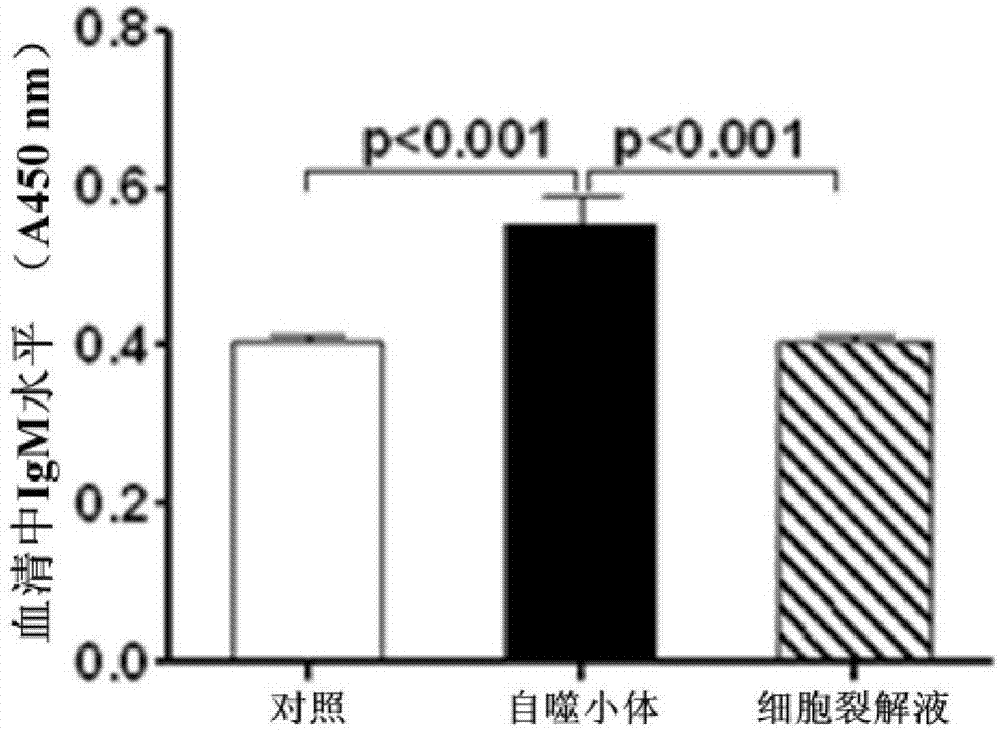 B cell vaccine based on Hepal-6 hepatoma cell autophagosome-DRibbles and preparation method of B cell vaccine