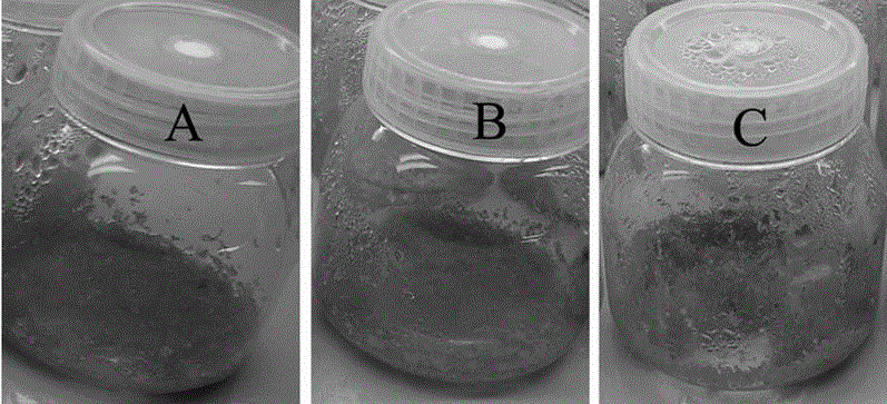 Method for efficiently and quickly producing bletilla striata seedling