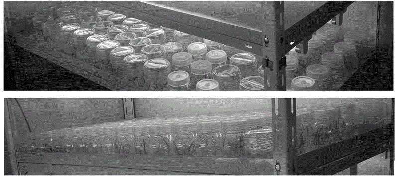 Method for efficiently and quickly producing bletilla striata seedling