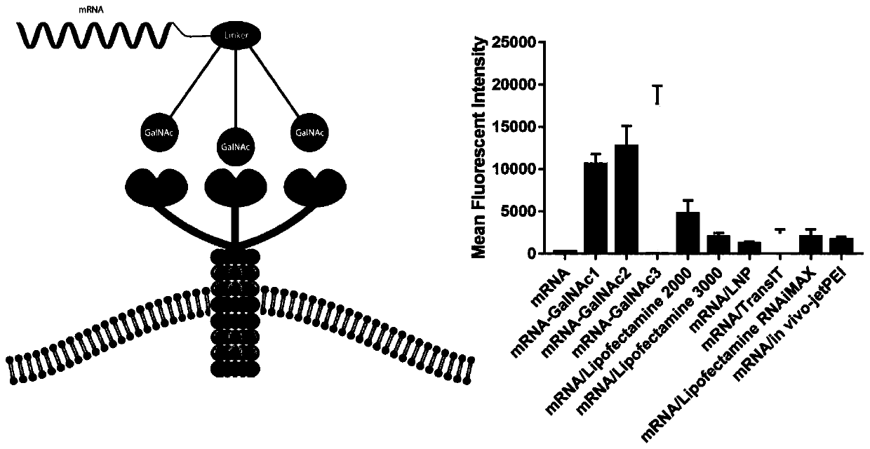 MRNA targeting molecule based on combination of N-acetylgalactosamine polypeptide and preparation method of mRNA targeting molecule