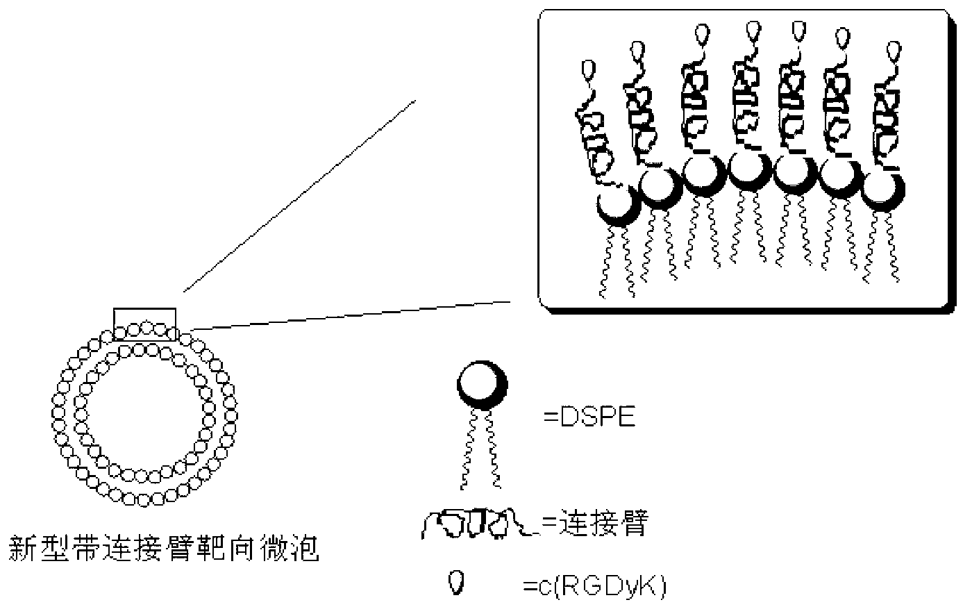 Targeted micro-bubble contrast agent and preparation method thereof