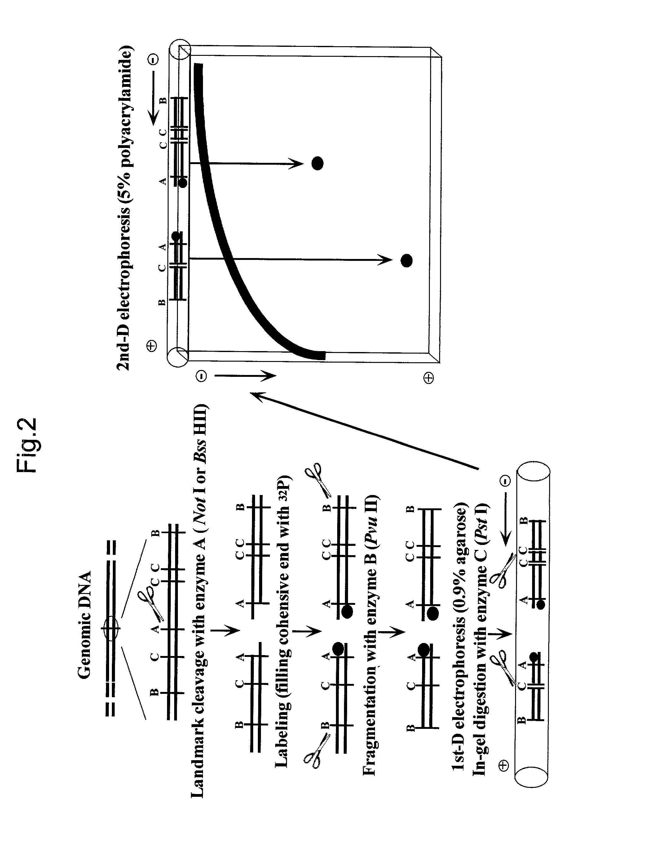 Method of identifying cells using DNA methylation patterns