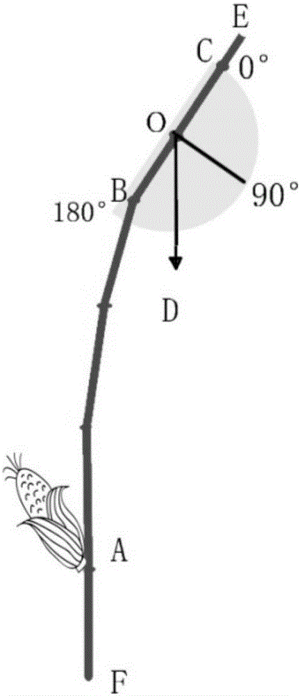 Method for evaluating lodging resistance of corn stalks