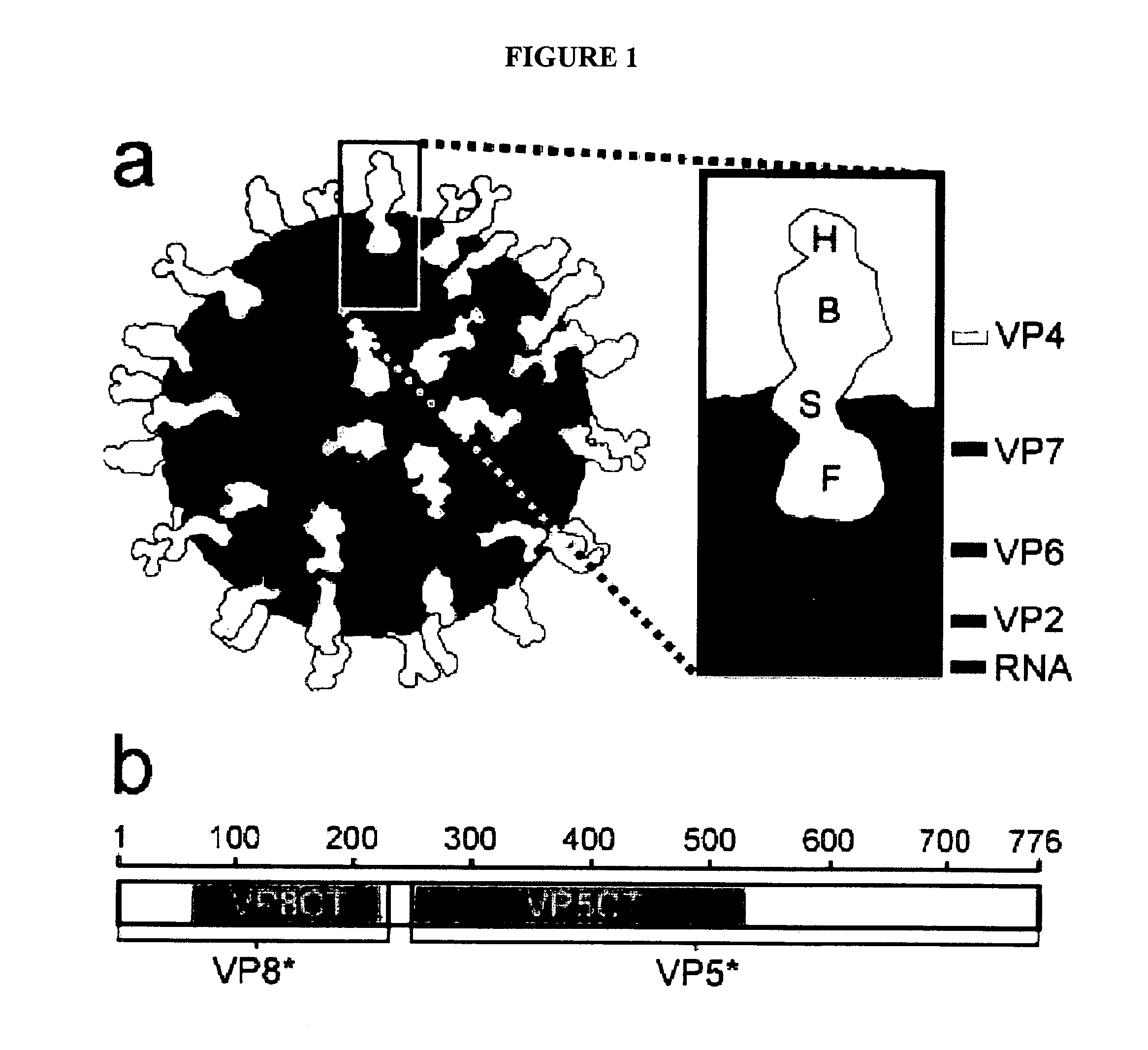 Rotavirus antigens