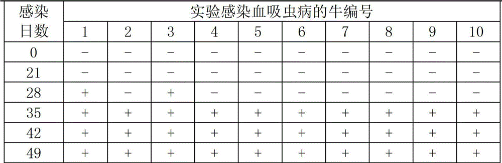 Preparation of test strip for detection of antibody of bovine schistosoma japonicum katsurada and application method thereof