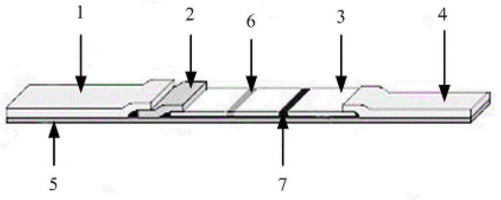 Preparation of test strip for detection of antibody of bovine schistosoma japonicum katsurada and application method thereof