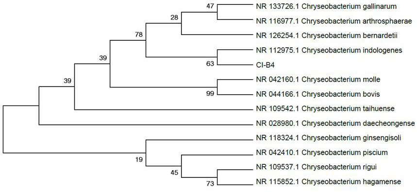 COD (chemical oxygen demand) degrading strain and application thereof