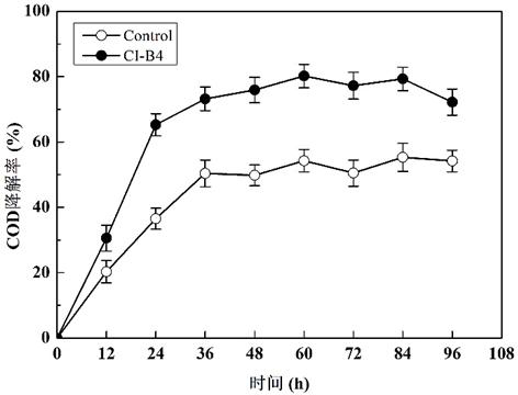 COD (chemical oxygen demand) degrading strain and application thereof