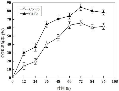 COD (chemical oxygen demand) degrading strain and application thereof