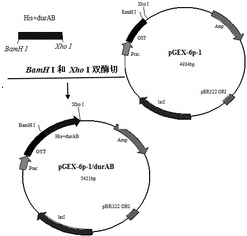 Recombinant bacterium for preparing bacteriocin durancin GL and preparation method and application of recombinant bacterium