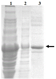 Recombinant bacterium for preparing bacteriocin durancin GL and preparation method and application of recombinant bacterium