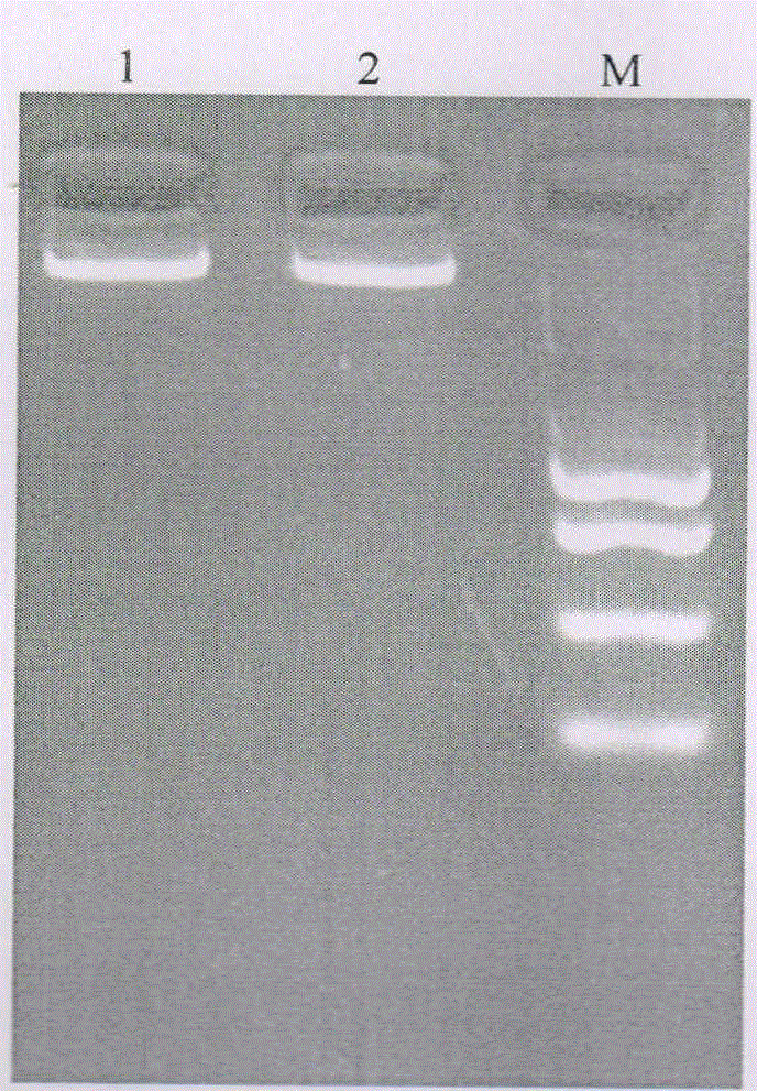 Damage-free cold extraction method for genome DNA of small insects