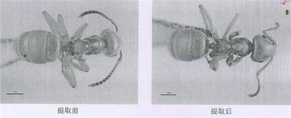 Damage-free cold extraction method for genome DNA of small insects