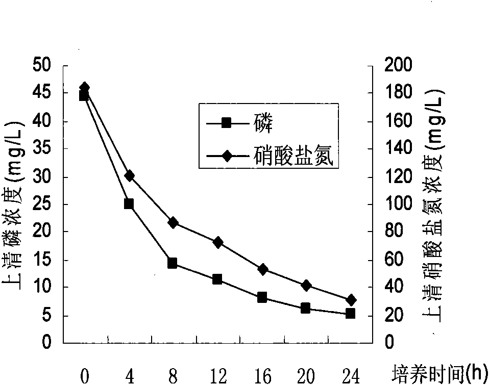 High-efficiency denitrification and dephosphorization bacterial strain C18