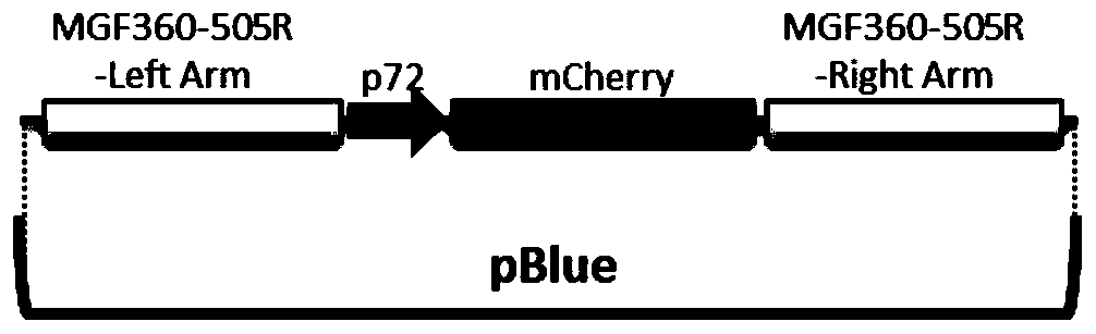 Attenuated African swine fever virus with gene deletion and its application as a vaccine