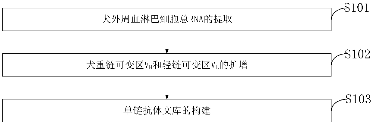 Canine-derived anti-canine parvovirus antibody, antibody library and construction method thereof