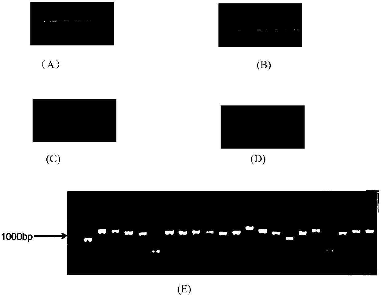 Canine-derived anti-canine parvovirus antibody, antibody library and construction method thereof