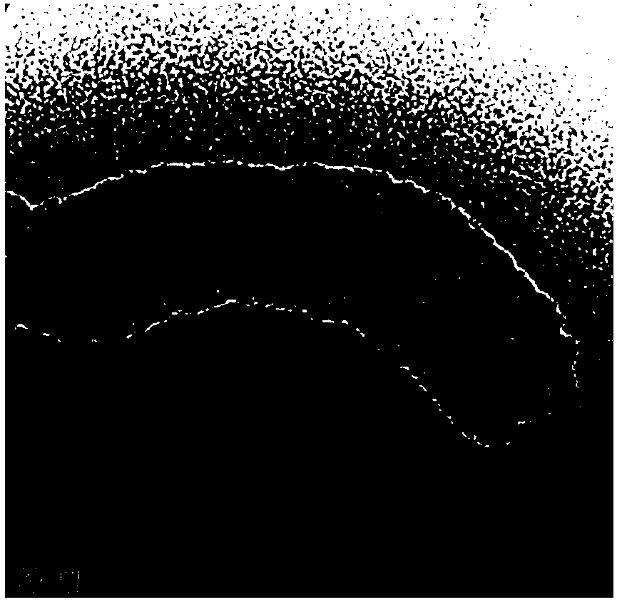 Preparation and application of dopamine sensor based on nickel oxide-carbon nanotubes