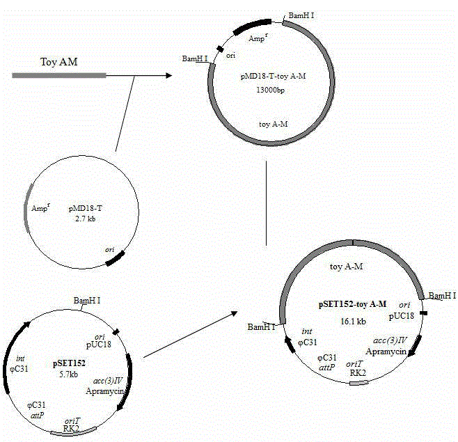 Gene cluster expression strengthened recombinant streptomyces diastatochromogenes and construction method thereof