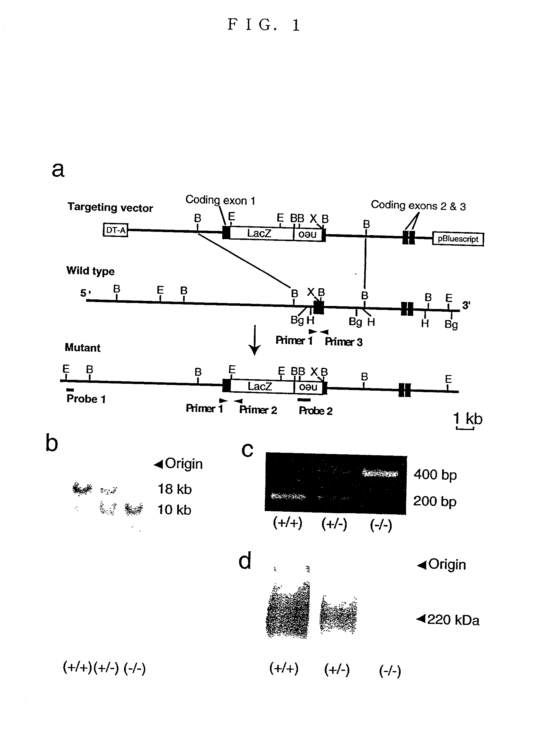 Nav2 channel gene-deficient non-human animals