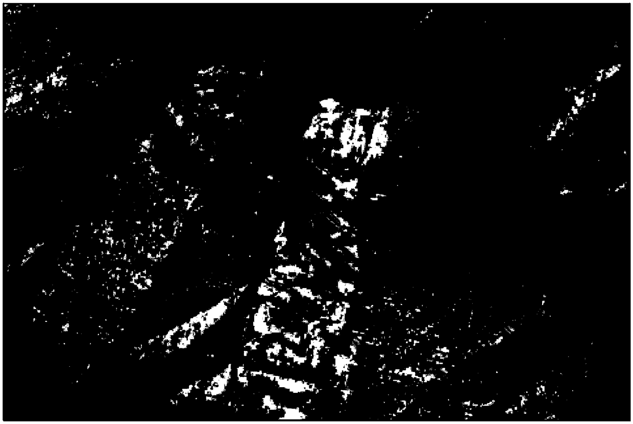 Identification method and system for pegmatite type rare metal ore