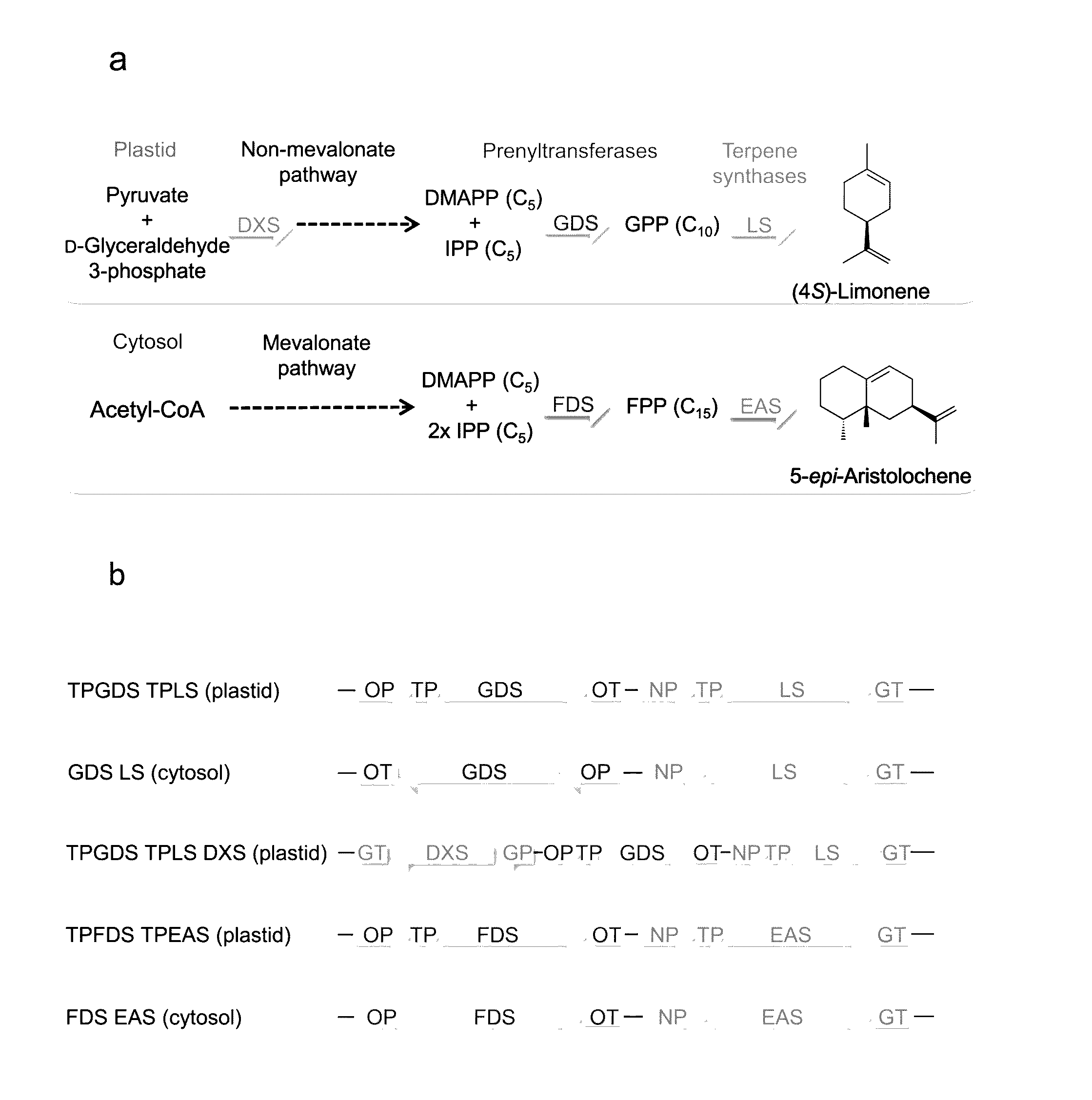 Methods for high yield production of terpenes