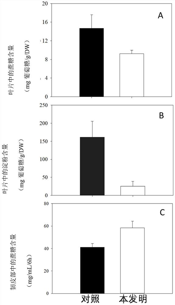 A nutrient management method for simultaneously increasing the content of propanol in wax gourd fruit and improving the fruit shape of wax gourd