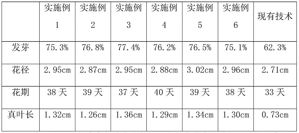 Cineraria cultivation method