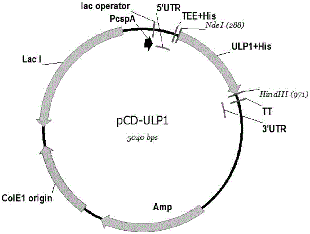 Recombined ULP1 kinase coding sequence, coding protein, plasmid containing recombined ULP1 kinase coding sequence and recombined ULP1 kinase preparation method