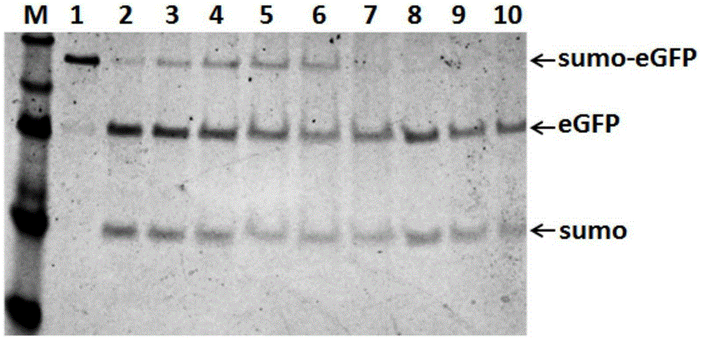 Recombined ULP1 kinase coding sequence, coding protein, plasmid containing recombined ULP1 kinase coding sequence and recombined ULP1 kinase preparation method