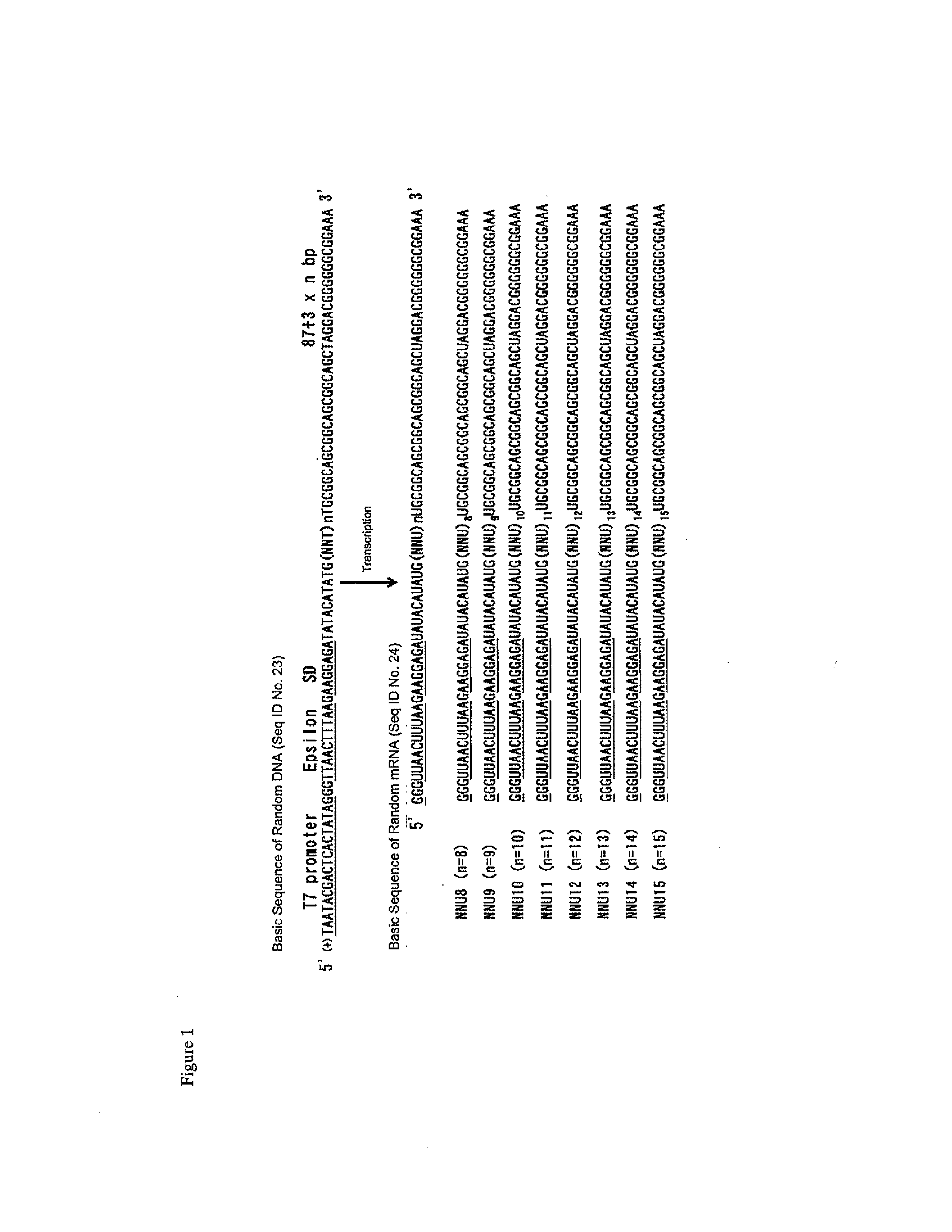 Method for constructing libraries of non-standard peptide compounds comprising n-methyl amino acids and other special (non-standard) amino acids and method for searching and identifying active species