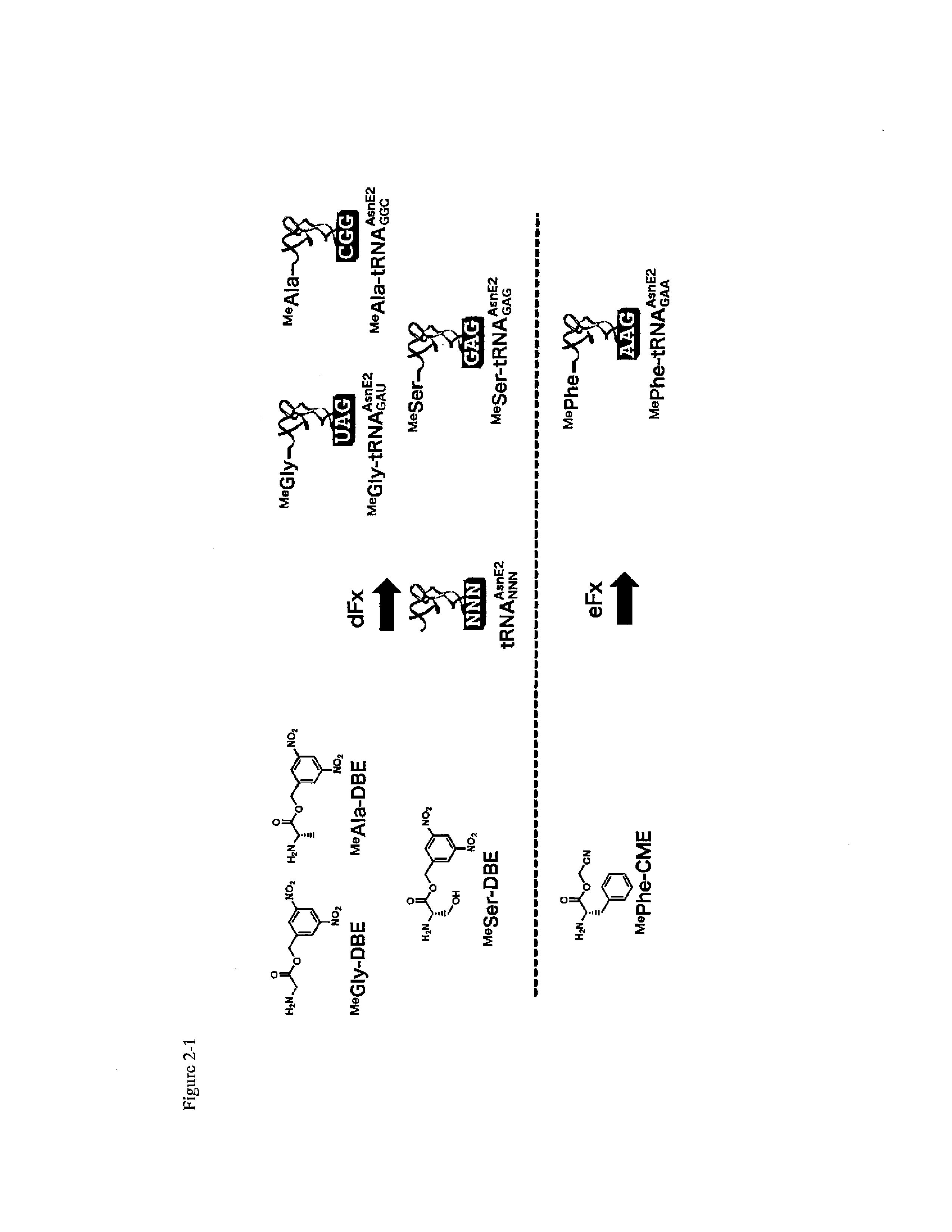 Method for constructing libraries of non-standard peptide compounds comprising n-methyl amino acids and other special (non-standard) amino acids and method for searching and identifying active species