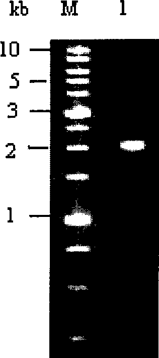 Bt protein Cry52Bal as well as encoding gene thereof and application thereof