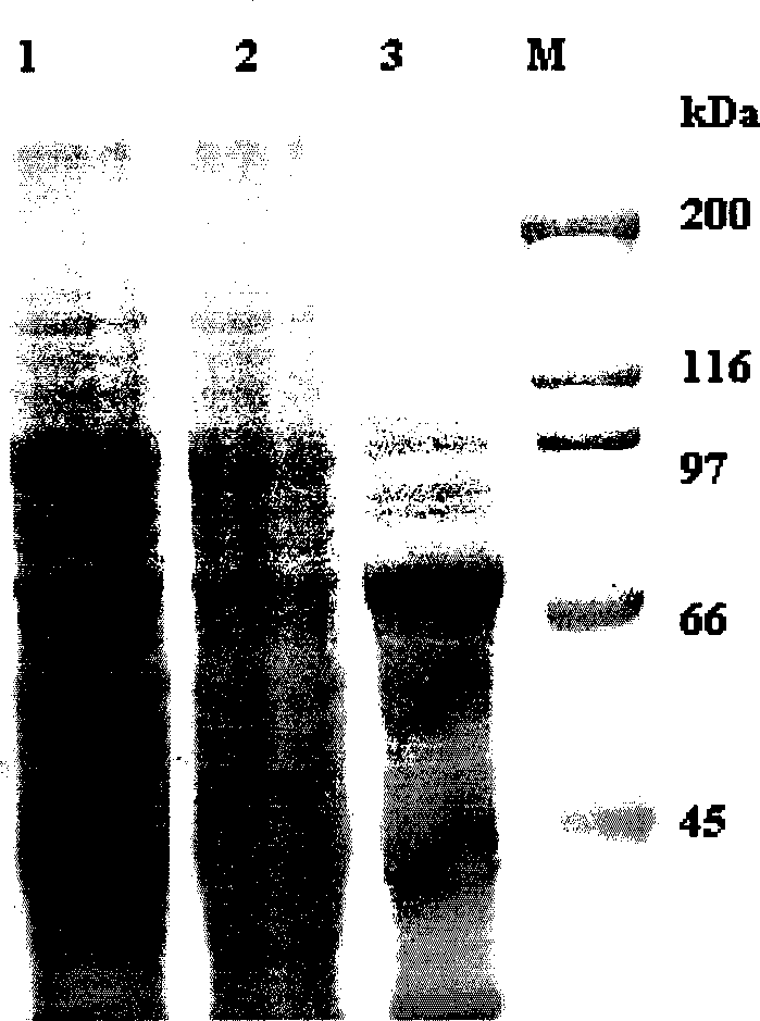 Bt protein Cry52Bal as well as encoding gene thereof and application thereof