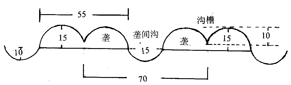 The Cultivation Method of Whole Peanut Seedlings and Strong Seedlings