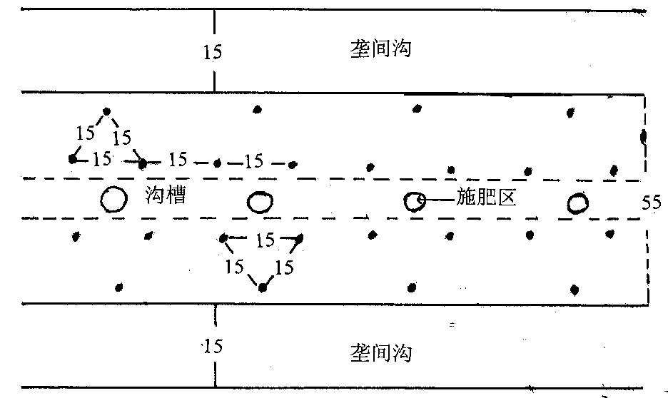 The Cultivation Method of Whole Peanut Seedlings and Strong Seedlings