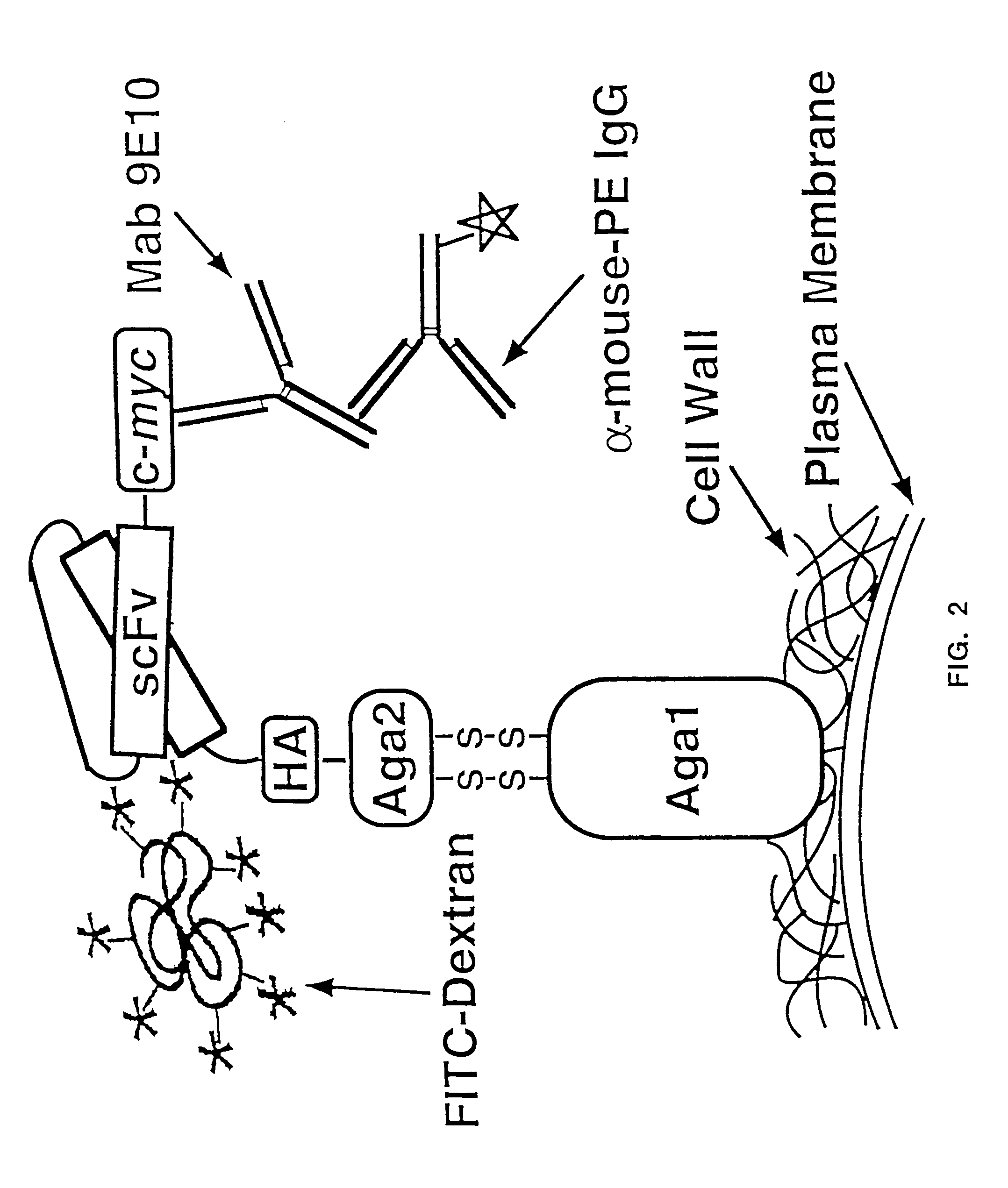 Yeast cell surface display of proteins and uses thereof