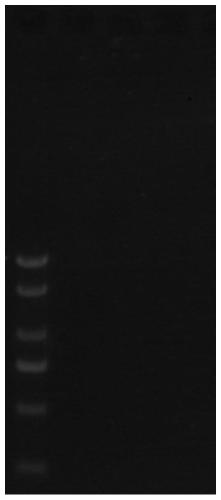 A method for extracting the genome of wild rose endophytic fungi