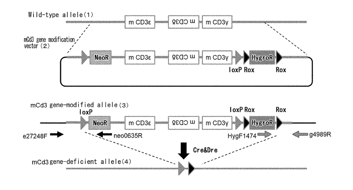 Non-human animal having human cd3 gene substituted for endogenous cd3 gene