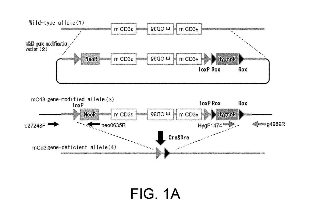 Non-human animal having human cd3 gene substituted for endogenous cd3 gene