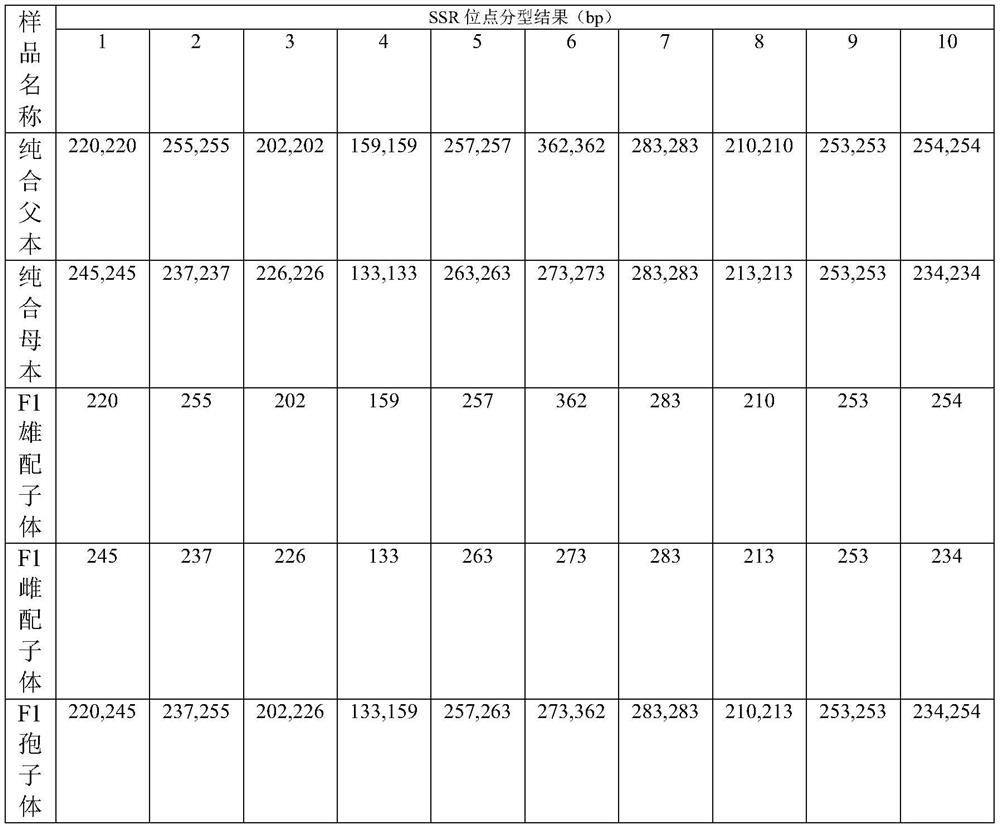 Method for constructing permanent F2 sporophyte population in undaria pinnatifida