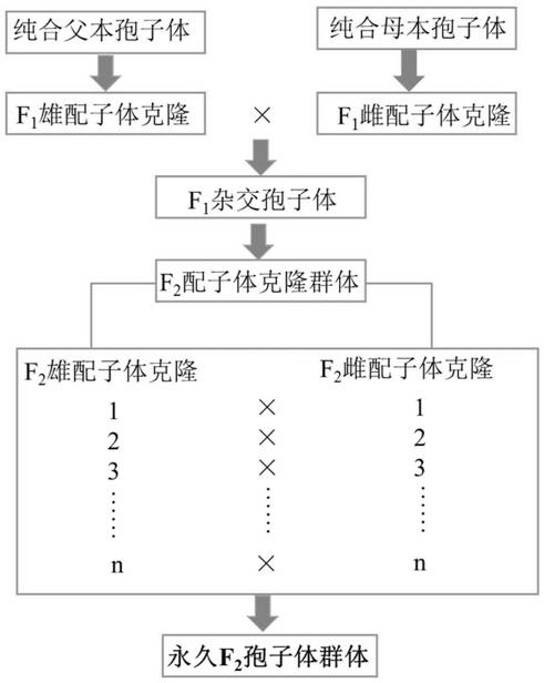 Method for constructing permanent F2 sporophyte population in undaria pinnatifida